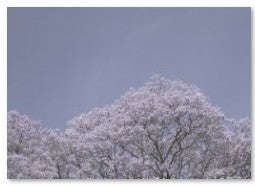 Michael Meyersfeld, Jacaranda, 1995